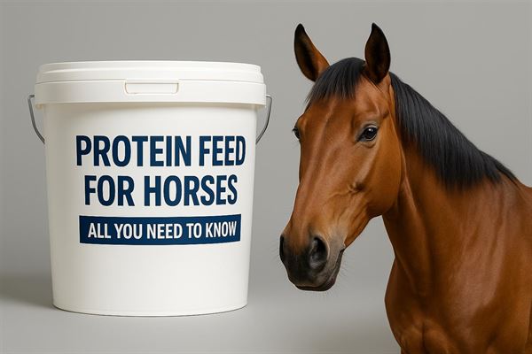 Proteinfoder häst - en guide till bättre hälsa och prestation